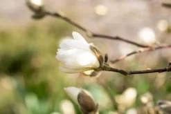 Magnolia stellata 'Royal Star' (Beverboom 'Royal Star')