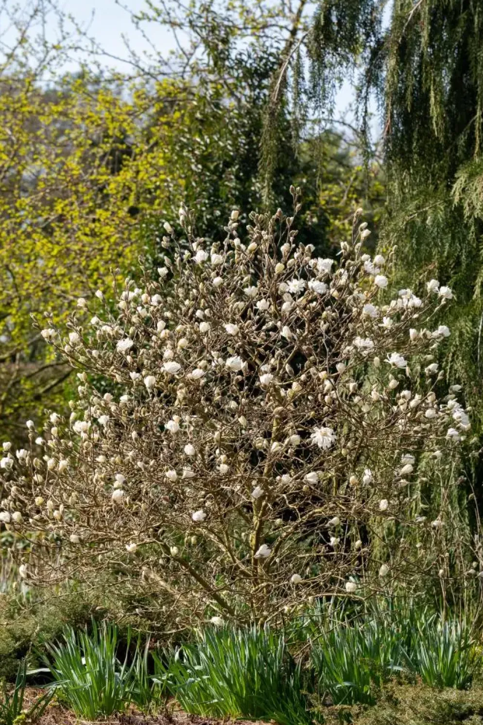 Magnolia stellata 'Royal Star' (Beverboom 'Royal Star')