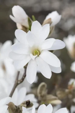 Magnolia stellata 'Royal Star' (Beverboom 'Royal Star')