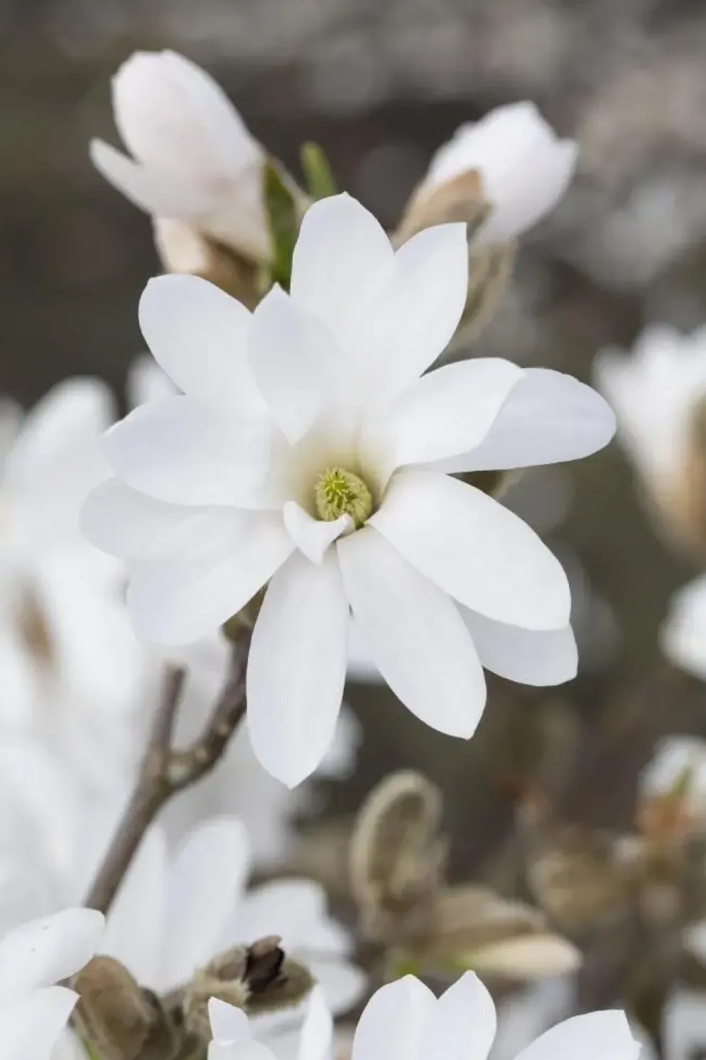 Magnolia stellata 'Royal Star' (Beverboom 'Royal Star')