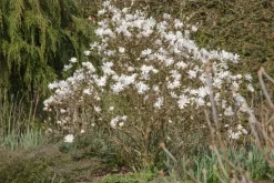 Magnolia stellata 'Royal Star' (Beverboom 'Royal Star')