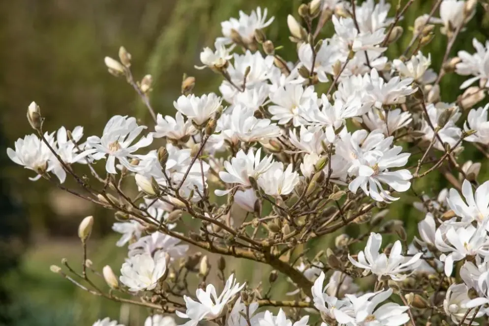 Magnolia stellata 'Royal Star' (Beverboom 'Royal Star')