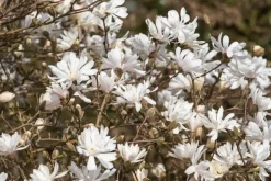 Magnolia stellata 'Royal Star' (Beverboom 'Royal Star')