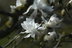Magnolia stellata 'Royal Star' (Beverboom 'Royal Star')