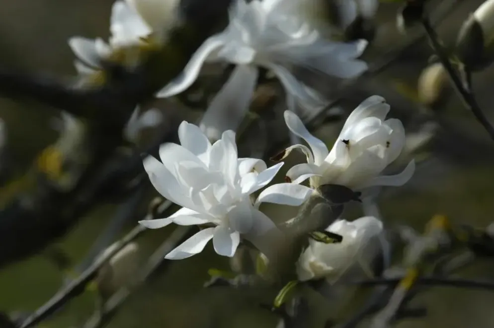 Magnolia stellata 'Royal Star' (Beverboom 'Royal Star')
