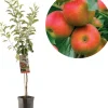 Malus domestica 'Elstar' (Appel) fruitplant 160cm