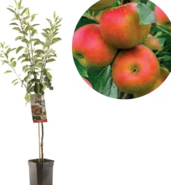 Malus domestica 'Elstar' (Appel) fruitplant 160cm