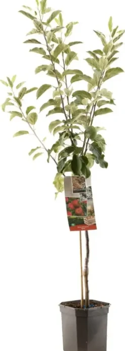 Malus domestica 'Elstar' (Appel) fruitplant 160cm