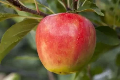 Malus domestica 'Elstar' (Appel) fruitplant 160cm