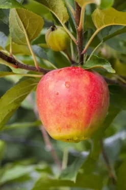 Malus domestica 'Elstar' (Appel) fruitplant 160cm