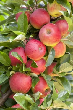 Malus domestica 'Elstar' (Appel) fruitplant 160cm