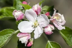 Malus domestica 'Elstar' (Appel) fruitplant 160cm
