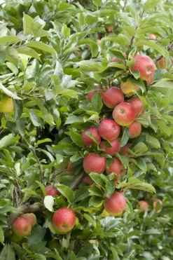 Malus domestica 'Elstar' (Appel) fruitplant 160cm