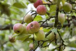 Malus domestica 'Elstar' (Appel) fruitplant 160cm