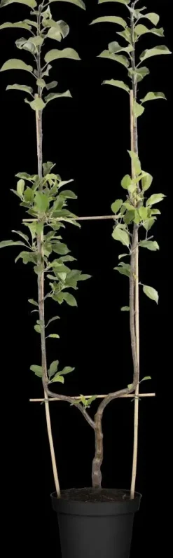 Malus domestica 'Elstar' (Appel) fruitplant 160cm