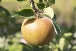 Malus domestica 'Elstar' (Appel) fruitplant 160cm