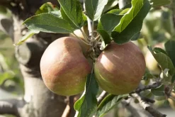 Malus domestica 'Elstar' (Appel) fruitplant 160cm