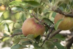 Malus domestica 'Elstar' (Appel) fruitplant 160cm