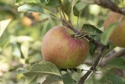 Malus domestica 'Elstar' (Appel) fruitplant 160cm