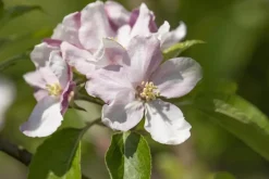 Malus domestica 'Elstar' (Appel) fruitplant 160cm