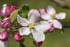 Malus domestica 'Elstar' (Appel) fruitplant 160cm