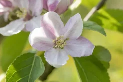 Malus domestica 'Elstar' (Appel) fruitplant 160cm