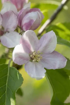 Malus domestica 'Elstar' (Appel) fruitplant 160cm
