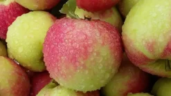 Malus domestica 'Elstar' (Appel) fruitplant 160cm