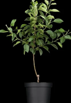 Malus domestica 'Elstar' (Appel) fruitplant 160cm