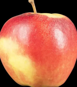 Malus domestica 'Elstar' (Appel) fruitplant 160cm