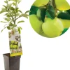 Malus domestica 'Golden Delicious' (Appel) fruitplant 90cm