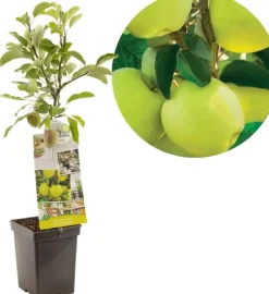 Malus domestica 'Golden Delicious' (Appel) fruitplant 90cm