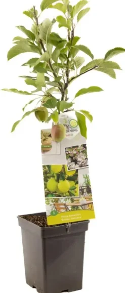 Malus domestica 'Golden Delicious' (Appel) fruitplant 90cm