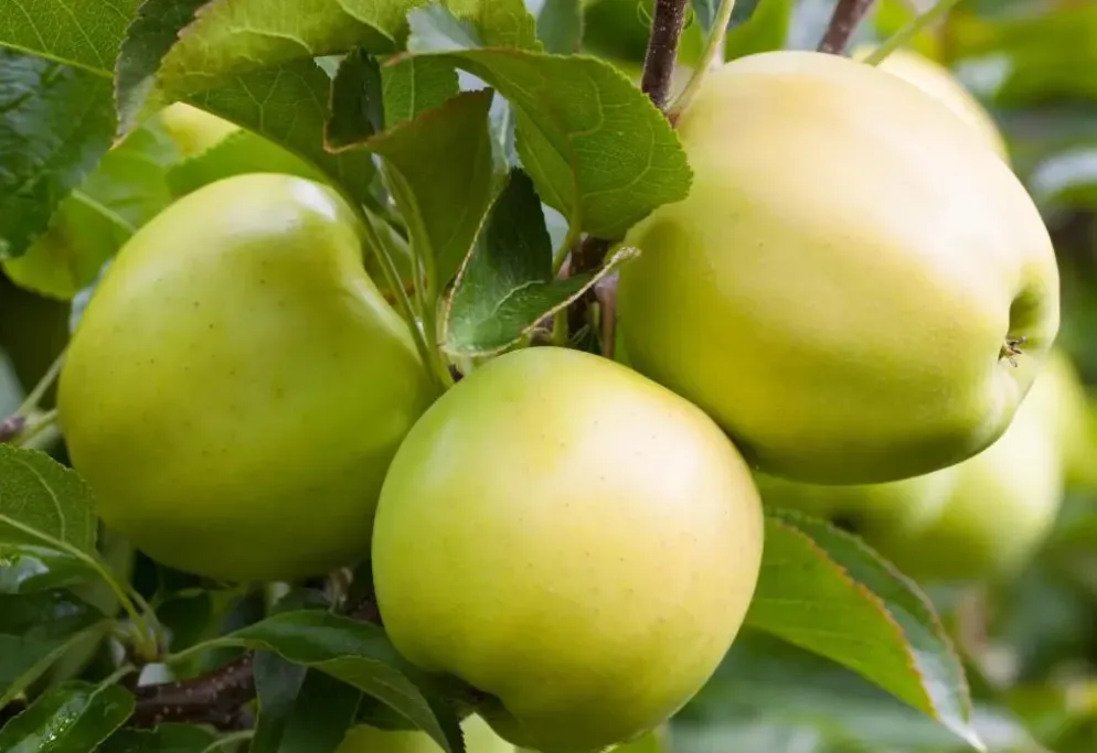 Malus domestica 'Golden Delicious' (Appel) fruitplant 90cm
