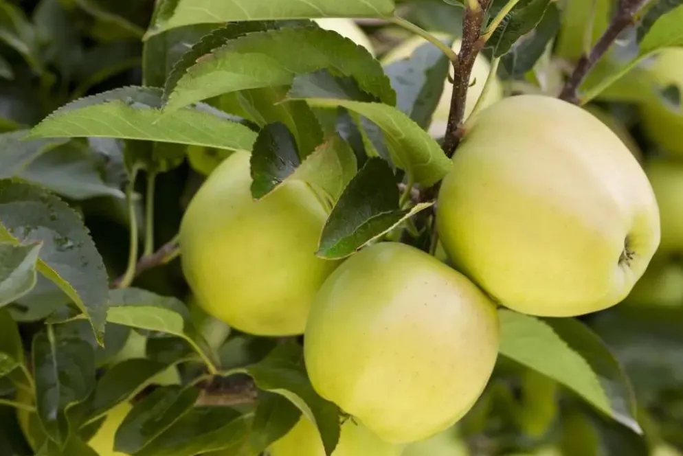 Malus domestica 'Golden Delicious' (Appel) fruitplant 90cm