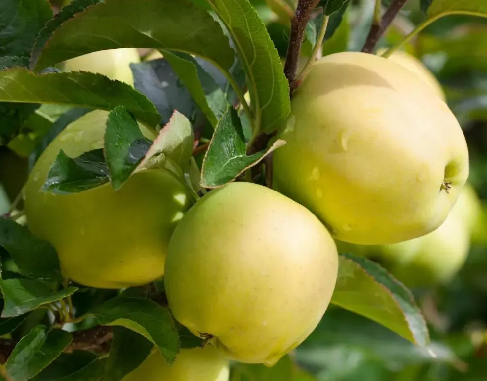 Malus domestica 'Golden Delicious' (Appel) fruitplant 90cm