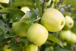 Malus domestica 'Golden Delicious' (Appel) fruitplant 90cm