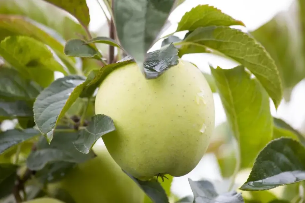 Malus domestica 'Golden Delicious' (Appel) fruitplant 90cm