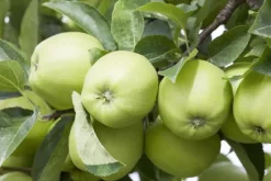 Malus domestica 'Golden Delicious' (Appel) fruitplant 90cm