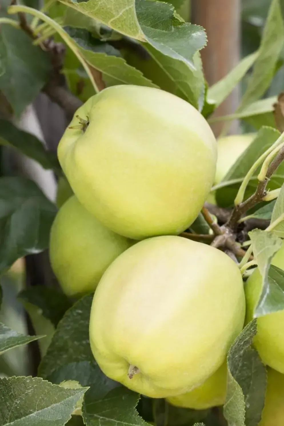 Malus domestica 'Golden Delicious' (Appel) fruitplant 90cm