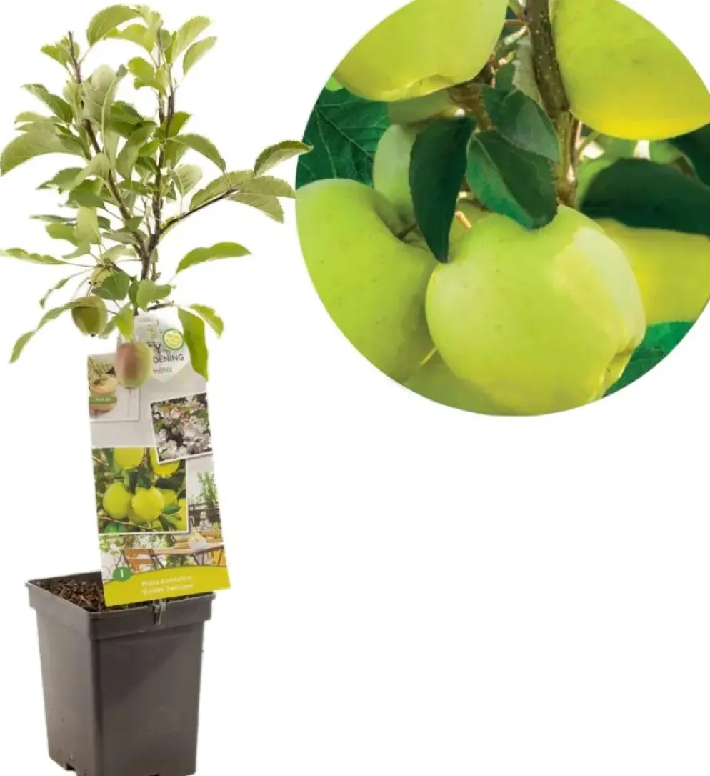 Malus domestica 'Golden Delicious' (Appel) fruitplant 90cm