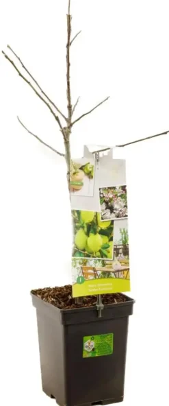 Malus domestica 'Golden Delicious' (Appel) fruitplant 90cm