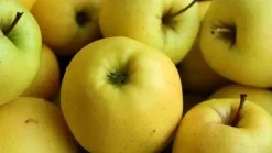 Malus domestica 'Golden Delicious' (Appel) fruitplant 90cm