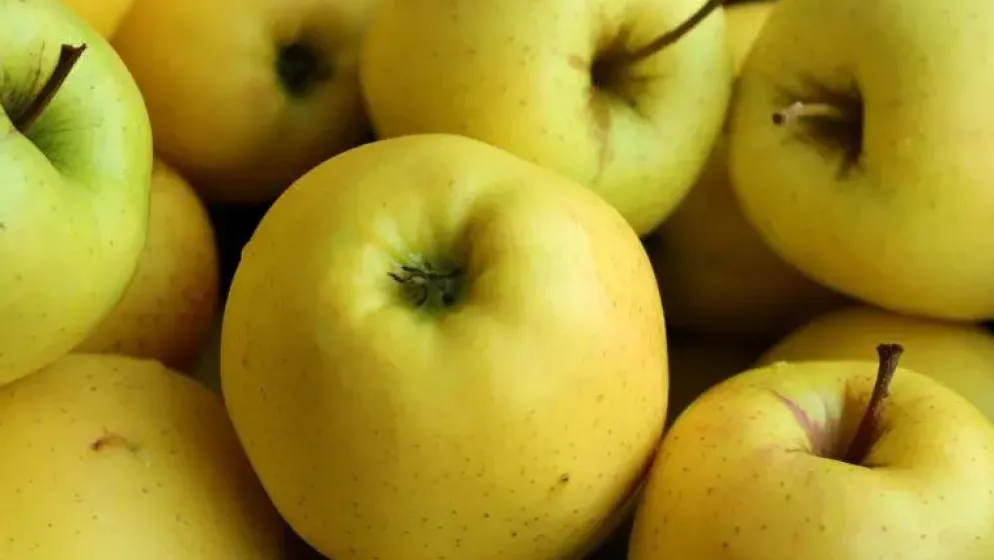 Malus domestica 'Golden Delicious' (Appel) fruitplant 90cm