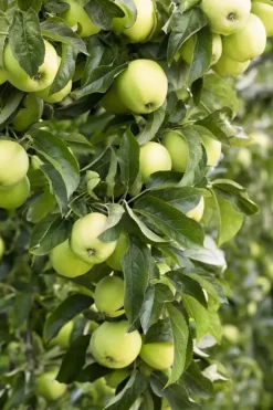 Malus domestica 'Golden Delicious' (Appel) fruitplant 90cm