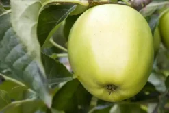 Malus domestica 'Golden Delicious' (Appel) fruitplant 90cm