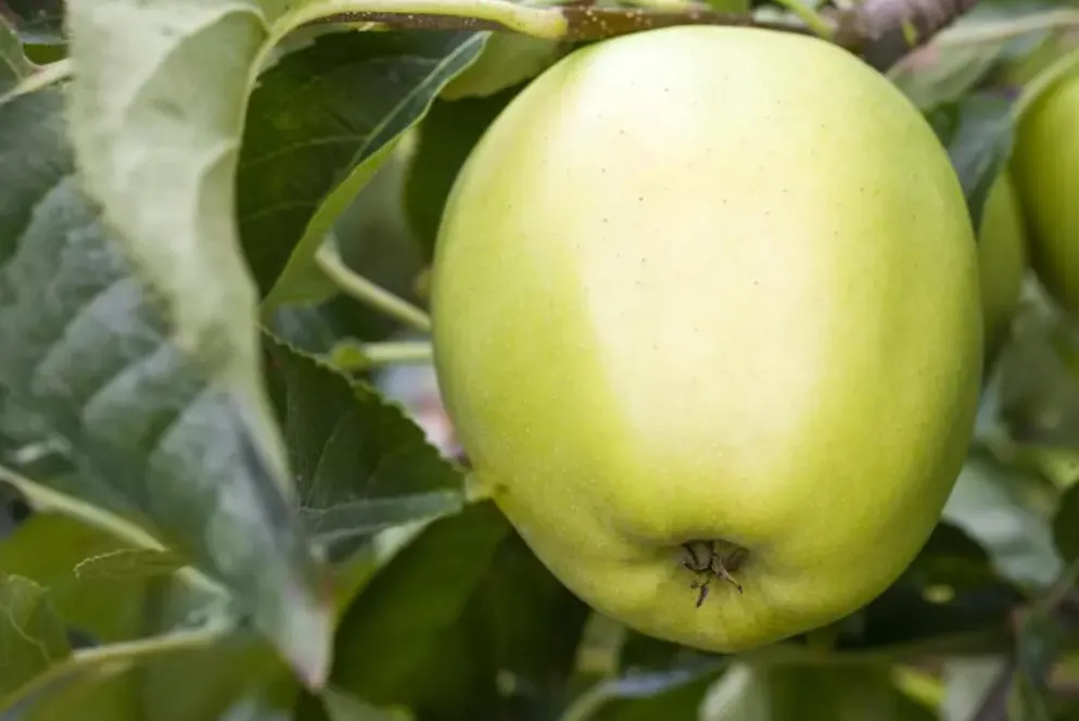 Malus domestica 'Golden Delicious' (Appel) fruitplant 90cm