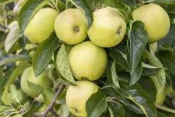 Malus domestica 'Golden Delicious' (Appel) fruitplant 90cm