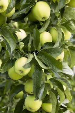 Malus domestica 'Golden Delicious' (Appel) fruitplant 90cm
