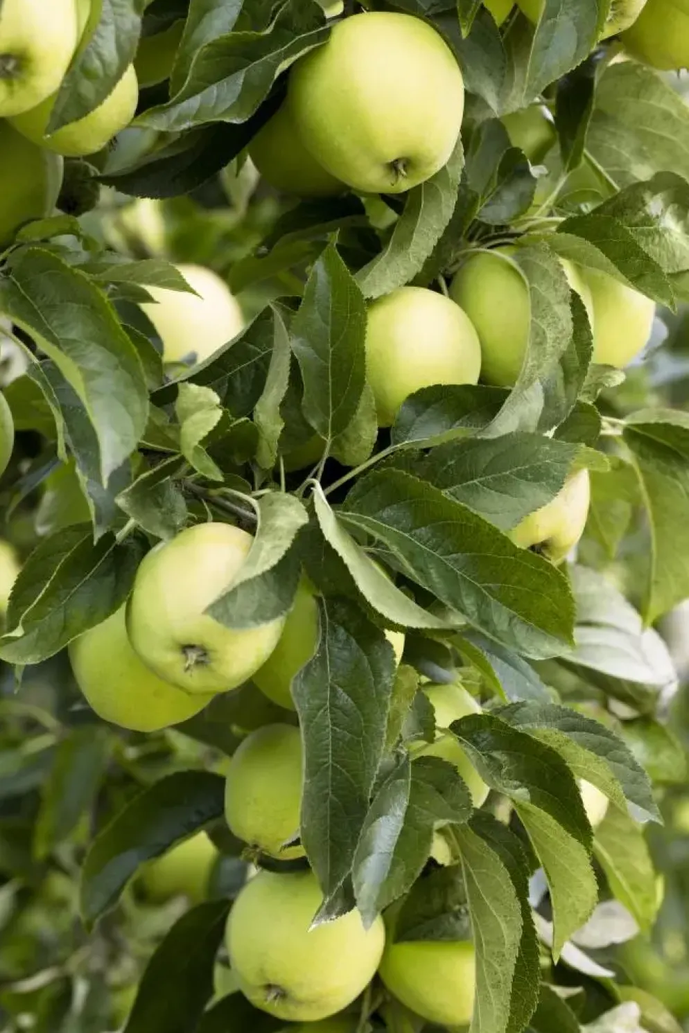 Malus domestica 'Golden Delicious' (Appel) fruitplant 90cm